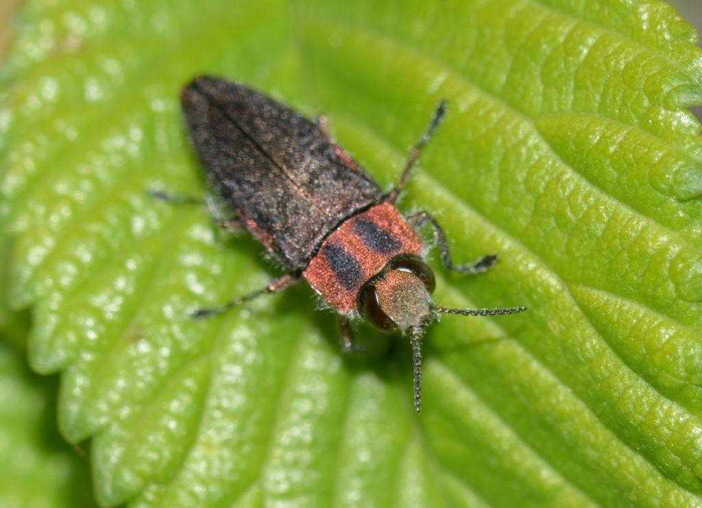 Buprestidae:  Anthaxia manca ?  S !